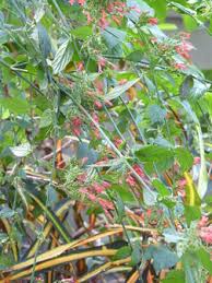 Image result for Russelia sarmentosa