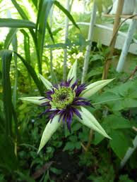 We did not find results for: Clematis Viennetta I Want It Clematis Plants Flowering Vines Clematis