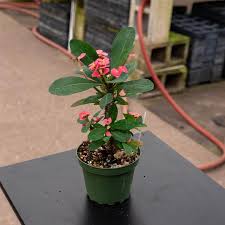 Image result for Euphorbia corniculata