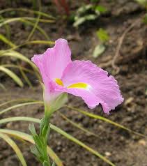 Image result for Siphonochilus