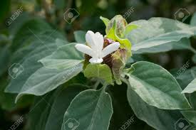 Image result for Barleria albostellata