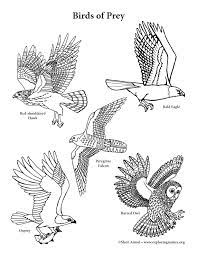 Includes images of baby animals, flowers, rain showers, and more. Birds Of Prey Coloring Page Vertical View
