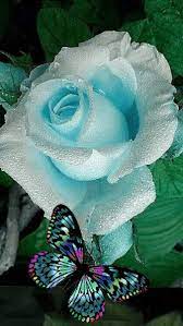 Tumblr Is A Place To Express Yourself Discover Yourself And Bond Over The Stuff You Love It S Where Y Beautiful Rose Flowers Beautiful Roses Amazing Flowers