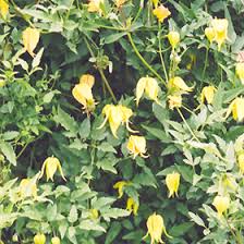 Protection from intense afternoon sun is beneficial. Golden Clematis Clematis Tangutica In Naperville Aurora Batavia Oswego Chicago Wheaton Illinois Il At The Growing Place