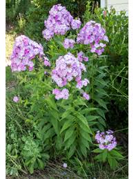 Image result for Basella paniculata
