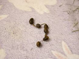 Image result for rabbit droppings