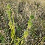 Image result for Leucas deflexa