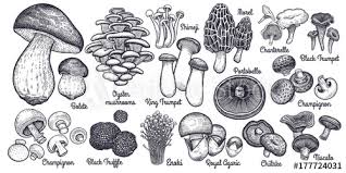 Black And White Mushrooms In Yard Mushrooms Photos Royalty Free Images Graphics Vectors Videos Adobe Stock Mushroom Drawing Stuffed Mushrooms Mushroom Art