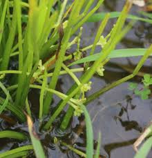 Image result for Wiesneria