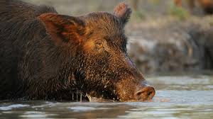 Hogs are running wild in the U.S.—and spreading disease | National  Geographic