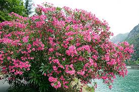 Image result for Nerium oleander