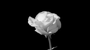 Persona in possesso di mazzo di rose rosse. Gif Mazzo Di Rose Rosse Gif Su Engiel Com