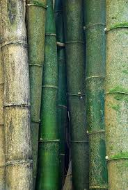 Bamboo Green Aesthetic Green Nature Green Inspiration