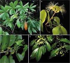 Image result for Malouetia mildbraedii