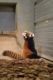 Pin By Raexanne Sevilla On Arc In 2020 With Images Red Panda Cute Animals