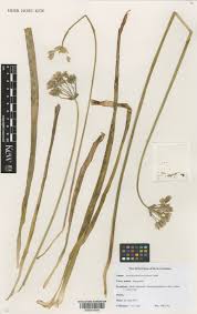 Image result for Nothoscordum borbonicum