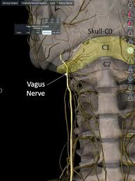 Many nerves connect with your heart and blood vessels. The Vagus Nerve Neck Pain Headaches And Anxiety Regenexx Blog