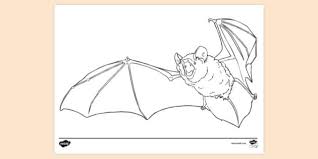 Color something creepy this halloween with free coloring pages for kids and adults! Vampire Bat Colouring Sheet Colouring Sheets