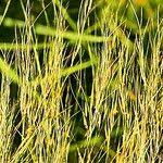 Image result for Aristida meridionalis