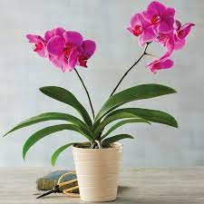 Maybe you would like to learn more about one of these? Best Indoor Flower Plants For Beginners Popsugar Home Uk