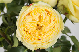 POKOK ROSE POLI BER ID CATALINA SAIZ POLIBEG STANDARD