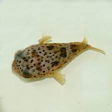 Porcupine Puffer Kp Aquatics