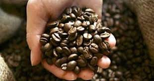 Kaffeebohnen Frisch Aus Der Trommelrostmaschine Zeit Fur Kaffee Kaffee Gesund Kaffee