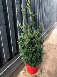Norway spruce 2 year old sold out as of february 3, 2021. Last Stock Norway Spruce Potted Christmas Tree Pick Up Kew Plants Gumtree Australia Boroondara Area Kew 1264182053
