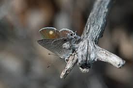 Image result for Strychnos mellodora