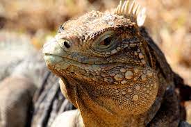 Cayman Brac Rock Iguana Cayman Brac Iguana Animals