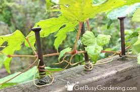 Maybe you would like to learn more about one of these? How To Train Vines To Grow Vertically Get Busy Gardening