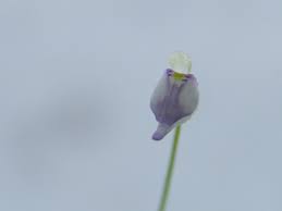 Image result for Utricularia arenaria