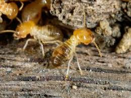 Outside of wing size during reproduction, termites are roughly the same size as the many species of large ants that fall into the carpenter ant group; How Can Copper Keep Termites At Bay Howstuffworks