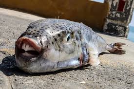 poisson