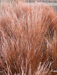 Image result for Enneapogon scoparius