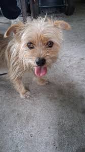 I just saw a white pit bull