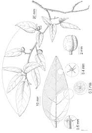 Image result for Croton steenkampianus