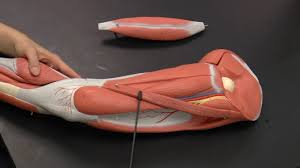 Learn vocabulary, terms and more with flashcards, games and other study tools. Leg Muscles Upper Youtube