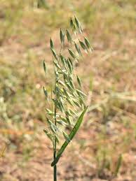 Image result for Avena byzantina