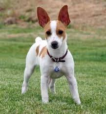 Which makes it curious that we as a culture kill as many as three thousand of them per day. 33 All American Dog Breeds Those Made In The U S A Ideas American Dog Dog Breeds Breeds
