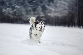 Maybe you would like to learn more about one of these? Raca Do Cao Do Malamute Do Alasca Que Anda Na Floresta Do Inverno Fotos Retratos Imagenes Y Fotografia De Archivo Libres De Derecho Image 61357438
