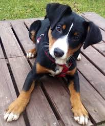 Die beiden kleineren der vier verschiedenen schweizer sennenhunde sind aufmerksame und eifrige arbeitshunde. Allgemeines Zum Appenzeller Appenzeller Vom Saphirahof Altmorbitz