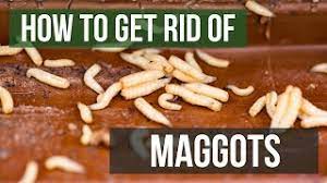 Maggot infestation in the house. How To Get Rid Of Maggots 4 Easy Steps Youtube