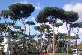 Umbrella Pine Trees Tree Dolores Park Italy