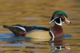 Small Bird With Yellow Stripe On Head Pin On Birding List Lifetime