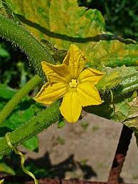 Image result for Cucumis sativus