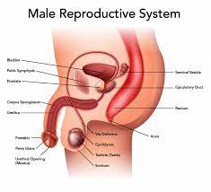 All the best male anatomy drawing 35+ collected on this page. Draw Neat Labelled Diagram Of Human Male Reproductive System