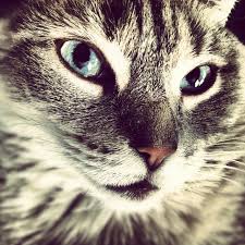 Cats that live in households with an active smoker are twice as likely. Second Hand Cigarette Smoke Causes Cancer In Cats