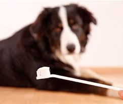 Don't be afraid of brushing your dog's teeth — they need it regularly, just like you do. Vet S Confession Why I Don T Brush My Dog S Teeth
