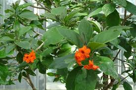 Image result for Geigeria brevifolia